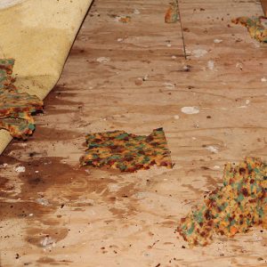 Water restoration process beginning for a damaged hardwood floor