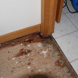 Water Damage 40